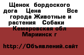 Щенок  бордоского  дога. › Цена ­ 60 000 - Все города Животные и растения » Собаки   . Кемеровская обл.,Мариинск г.